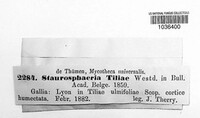 Staurosphaeria tiliae image